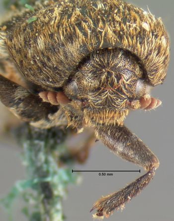 Media type: image;   Entomology 6859 Aspect: head frontal view